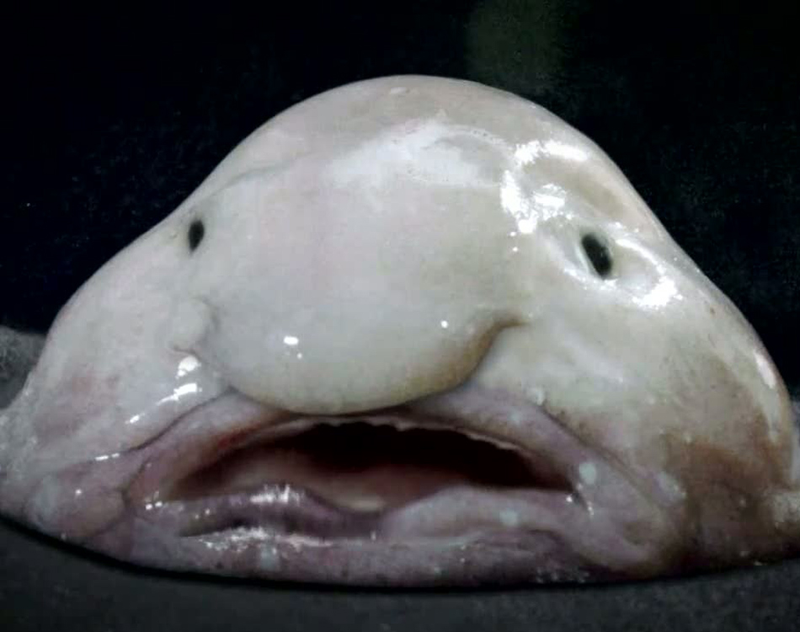 Illustration for article titled Inaugural Clashtalk post - Blobfish